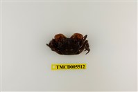 藏品(奧氏後相手蟹)的圖片